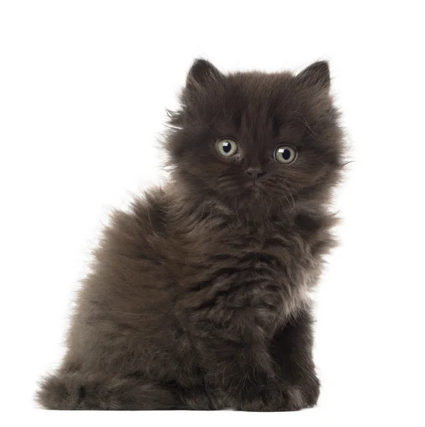 Porträt eines britischen Langhaar-Kätzchens sitzend, 5 Wochen alt, vor weißem Hintergrund — Stockfoto