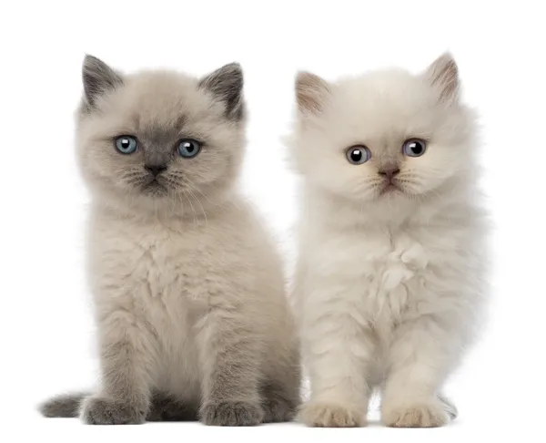 Portrait of British Shorthair Kitten sitting, 9 weeks old, 5 weeks old, against white background — Stock Photo, Image