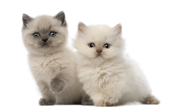 Portret van de Britse korthaar kitten zitten, 9 weken oud, 5 weken oud, tegen witte achtergrond — Stockfoto