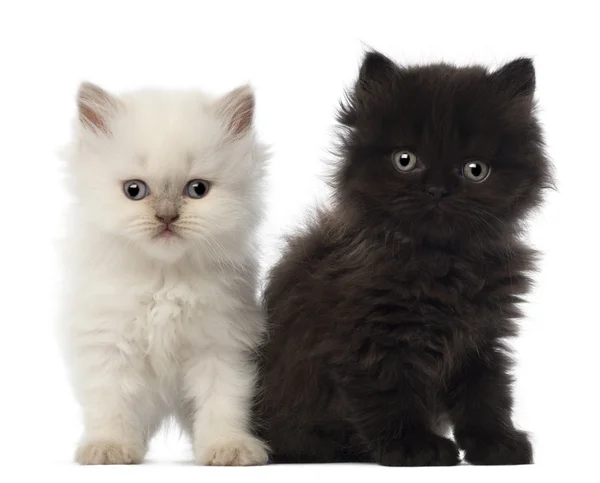 Portret van de Britse langharig kitten zitten, 5 weken oud, tegen witte achtergrond — Stockfoto