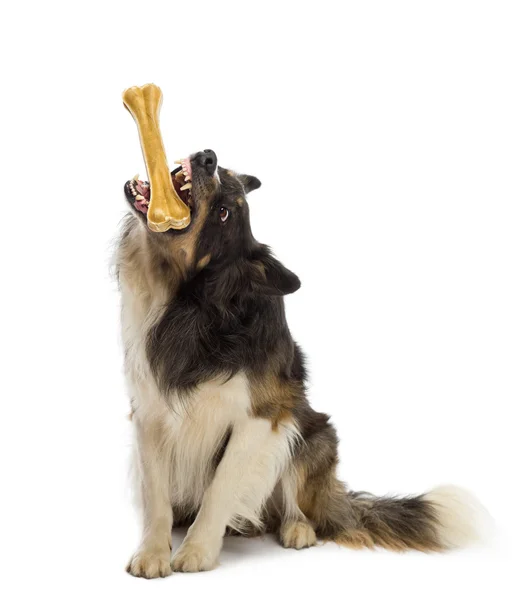 Frontiera Collie seduta e masticare osso sullo sfondo bianco — Foto Stock