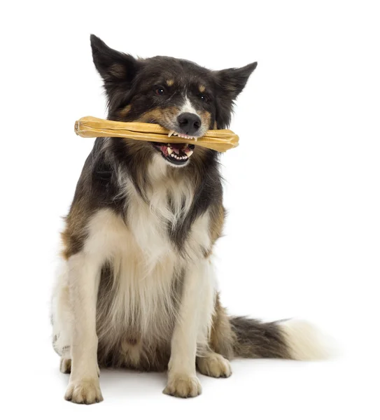 Frontiera Collie seduta e masticare osso sullo sfondo bianco — Foto Stock