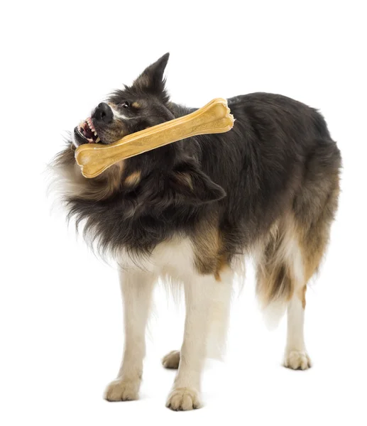 Border Collie standing and trying to catch bone against white background — Stock Photo, Image