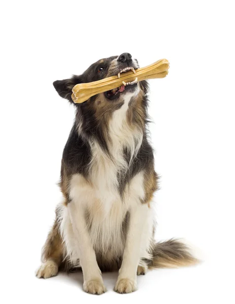 Frontera Collie sentado y masticando hueso sobre fondo blanco — Foto de Stock