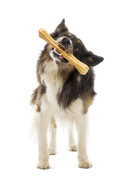 Border Collie állandó és rágás csont fehér háttér — Stock Fotó