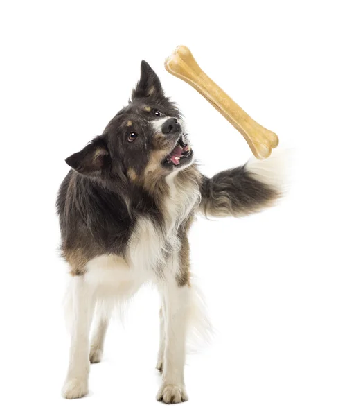 Border Collie steht und versucht Knochen vor weißem Hintergrund zu fangen — Stockfoto