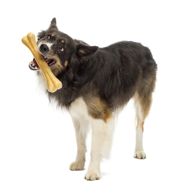 Border Collie standing and chewing bone against white background — Stock Photo, Image