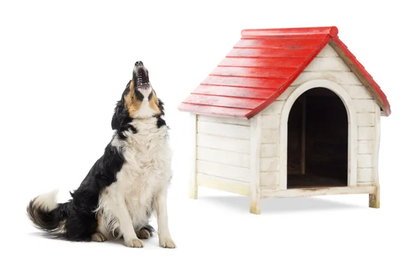 Border Collie sitting and barking next to a kennel against white background — Stock Photo, Image
