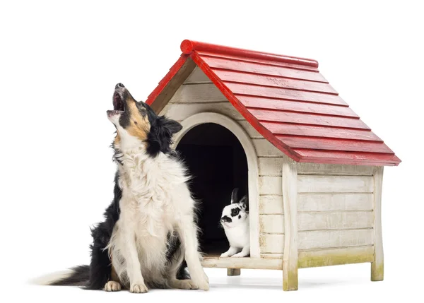 Border Collie assis et aboyant à côté d'un chenil avec lapin à l'intérieur sur fond blanc — Photo