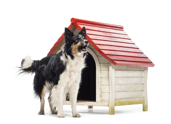 Border Collie barking next to a kennel against white background — Stock Photo, Image