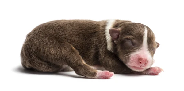 Cãozinho pastor australiano, 1 dia de idade, deitado contra fundo branco — Fotografia de Stock