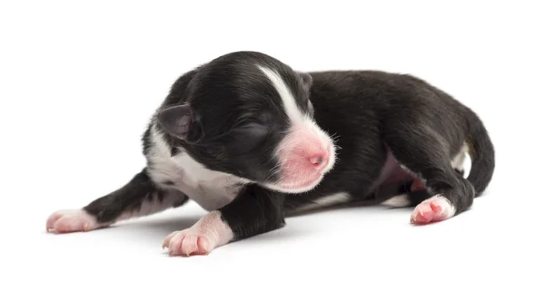 Australian Shepherd puppy, 1 day old, lying against white background — Stock Photo, Image