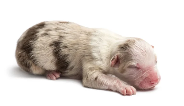 Australische herder pup, 1 dag oud, liegen tegen witte achtergrond — Stockfoto