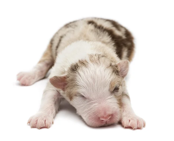 Cãozinho pastor australiano, 7 dias de idade, deitado contra fundo branco — Fotografia de Stock