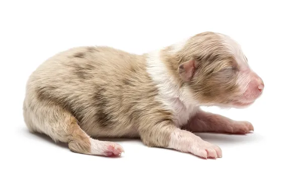 Owczarek australijski puppy, 7 dni życia, leżące na białym tle — Zdjęcie stockowe