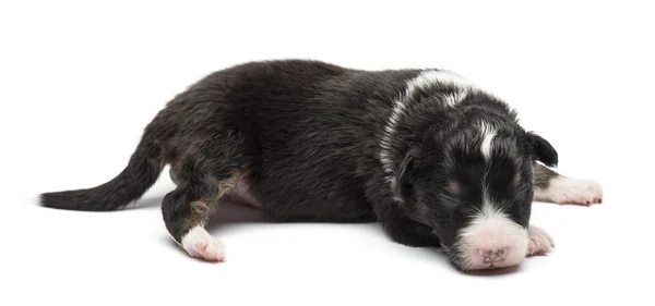 Pastore Australiano cucciolo, 7 giorni, sdraiato su sfondo bianco — Foto Stock