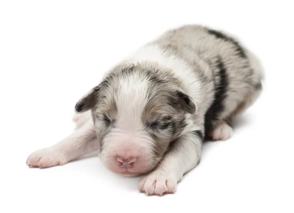 Australische herder pup, 7 dagen oud, liegen tegen witte achtergrond — Stockfoto