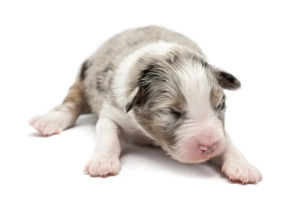 Australian Shepherd puppy, 7 days old, lying against white background — Stock Photo, Image