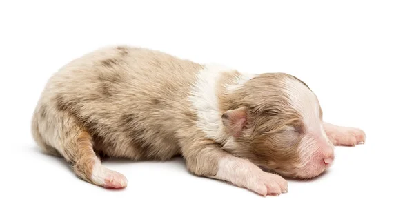 Australischer Schäferhund Welpe, 10 Tage alt, vor weißem Hintergrund liegend — Stockfoto