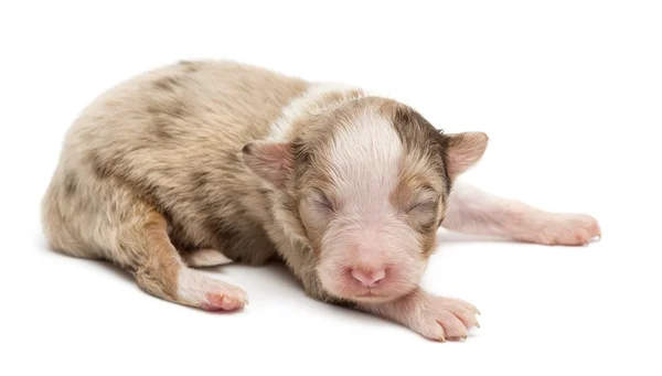Australische herder pup, 10 dagen oud, liegen tegen witte achtergrond — Stockfoto