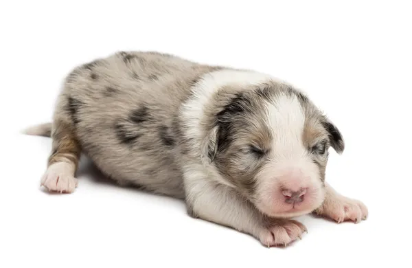 Cãozinho pastor australiano, 10 dias de idade, deitado contra fundo branco — Fotografia de Stock