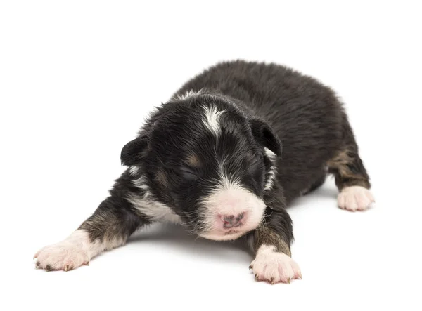 Australian Shepherd cachorro, 10 días de edad, acostado sobre fondo blanco —  Fotos de Stock