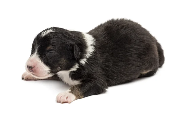 Pastore Australiano cucciolo, 10 giorni, sdraiato su sfondo bianco — Foto Stock