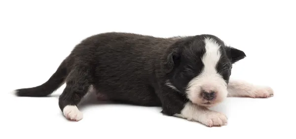 Australische herder pup, 14 dagen oud, liegen tegen witte achtergrond — Stockfoto