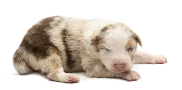 Australian Shepherd puppy, 14 days old, lying against white background — Stock Photo, Image