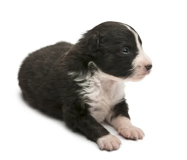 Australian Shepherd puppy, 16 days old, lying against white background — Stock Photo, Image