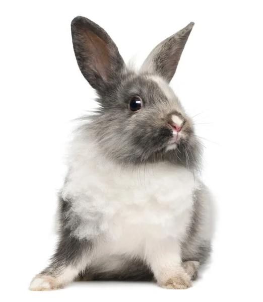 Rabbit sitting against white background Royalty Free Stock Photos