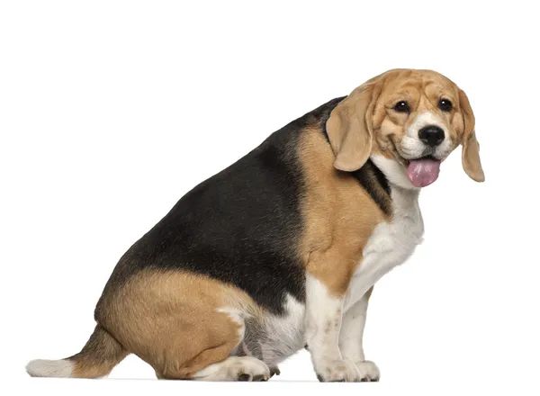 Fat Beagle, 3 years old, sitting against white background — Stock Photo, Image