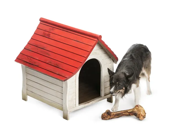 High angle of a Border Collie with huge bone in front of its kennel against white background Stock Photo