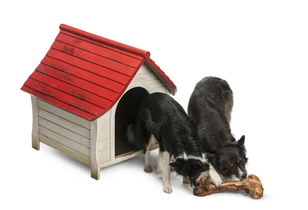 High angle view of Two Border Collies eating a huge bone in front of their kennel against white background Royalty Free Stock Images