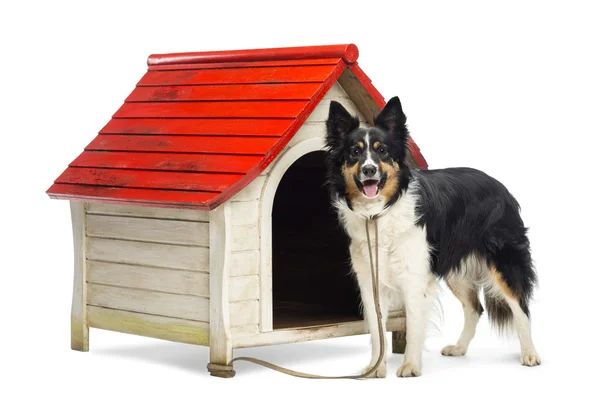 Border Collie tied to a kennel and portrait against white background Stock Photo
