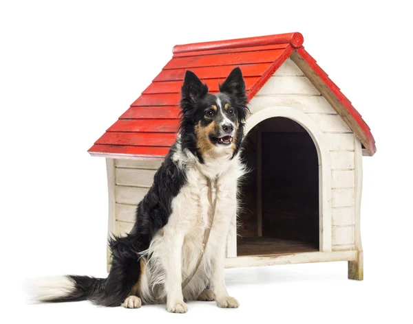 Border Collie tied next to a kennel and looking away against white background Stock Image