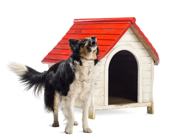 Border Collie barking next to a kennel against white background Stock Photo