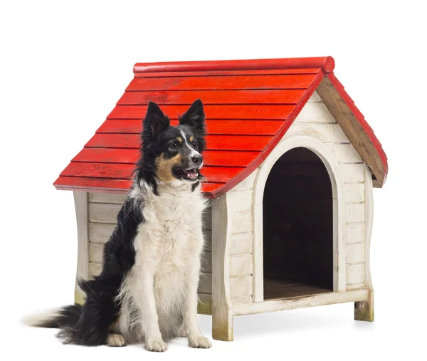 Border Collie sitting next to a kennel and looking away against white background Royalty Free Stock Images