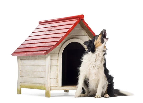 Border Collie sitting and barking next to a kennel against white background Royalty Free Stock Images