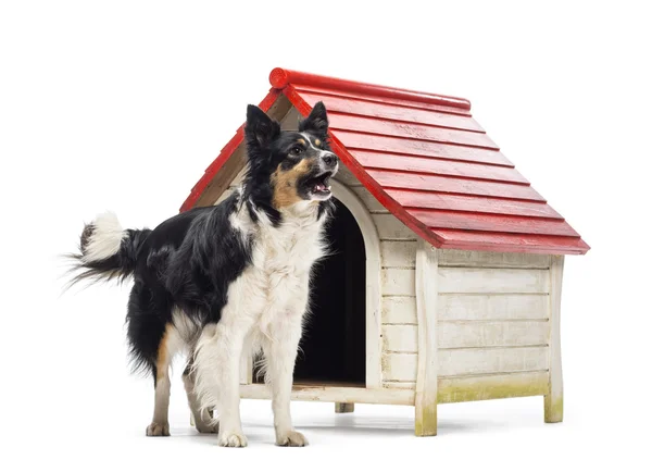 Border Collie barking next to a kennel against white background Royalty Free Stock Photos