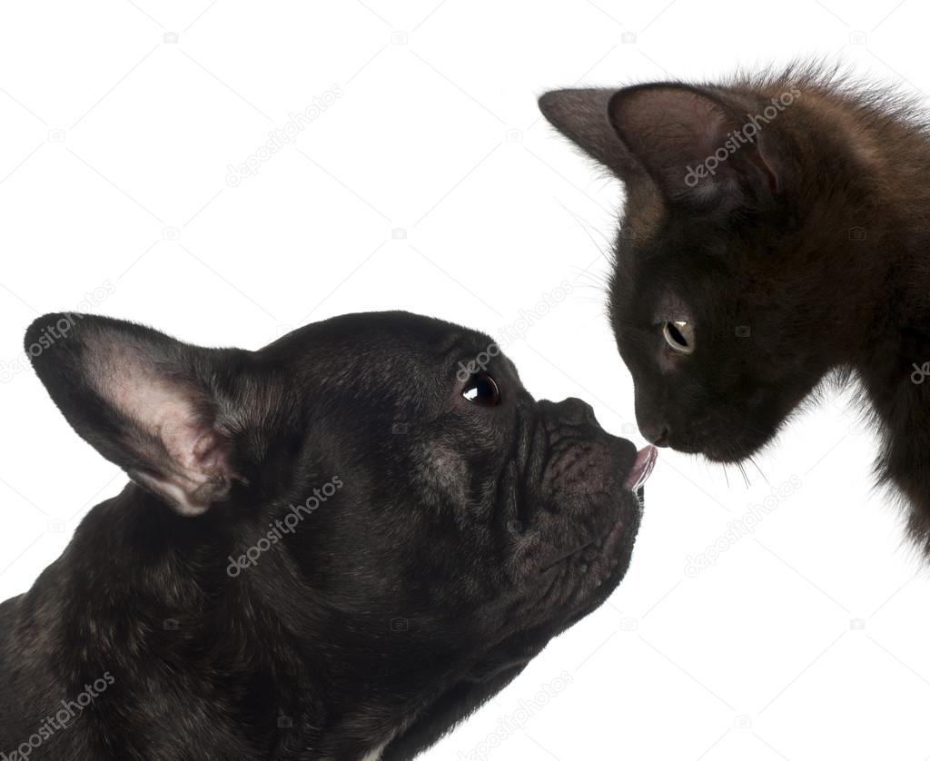 Close-up of a French bulldog licking the kitten's nose against white background