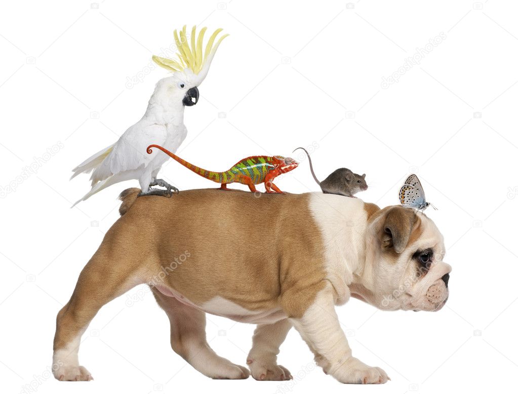 English Bulldog puppy, 2 months old, carrying toucan, chameleon, rat and butterfly walking against white background