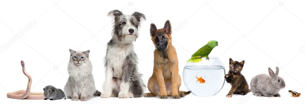 Group of pets with dog, cat, rabbit, ferret, fish, frog, rat, bird, guinea pig, reptile, snake against white background