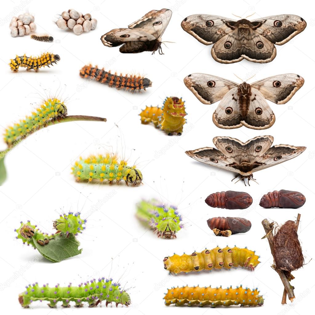 Complete evolution of Giant Peacock Moth, Saturnia pyri, against white background