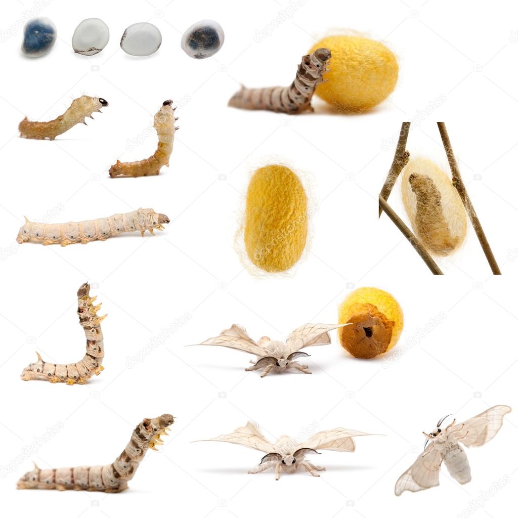 Complete evolution of silkworm, Bombyx mori, against white background