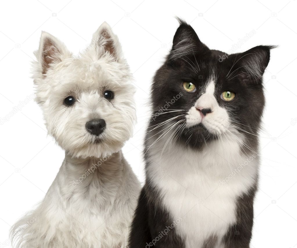 Close-up of Maine Coon cat, 15 months old, and West Highland Terrier against white background