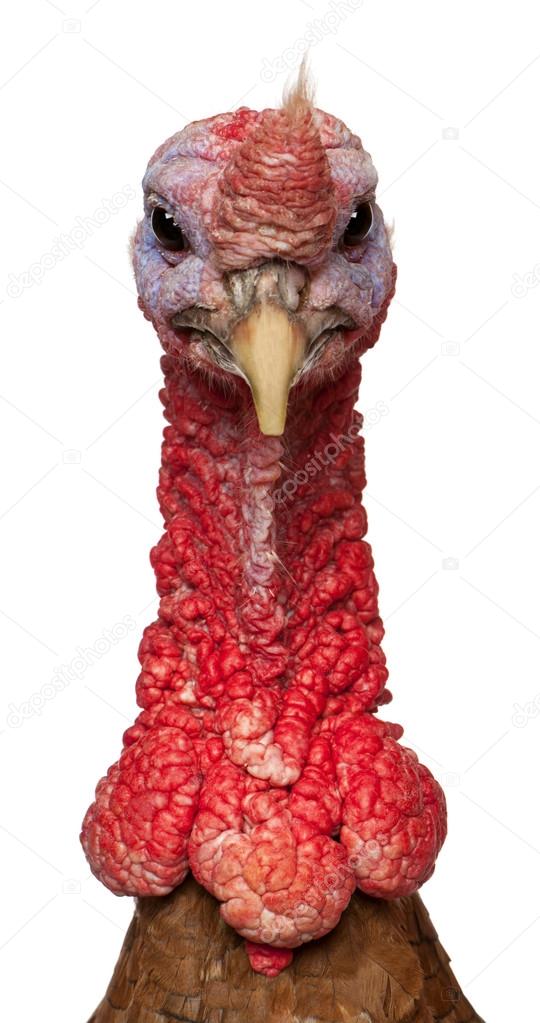 Portrait of Red Ardenner turkey against white background