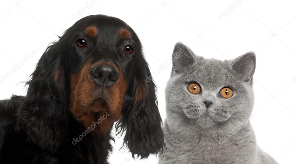 Close-up of Gordon Setter puppy, 6 months old, and British Shorthair against white background