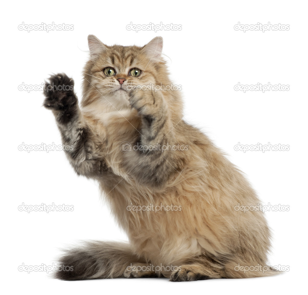 British Longhair Cat 4 Months Old Sitting Against White