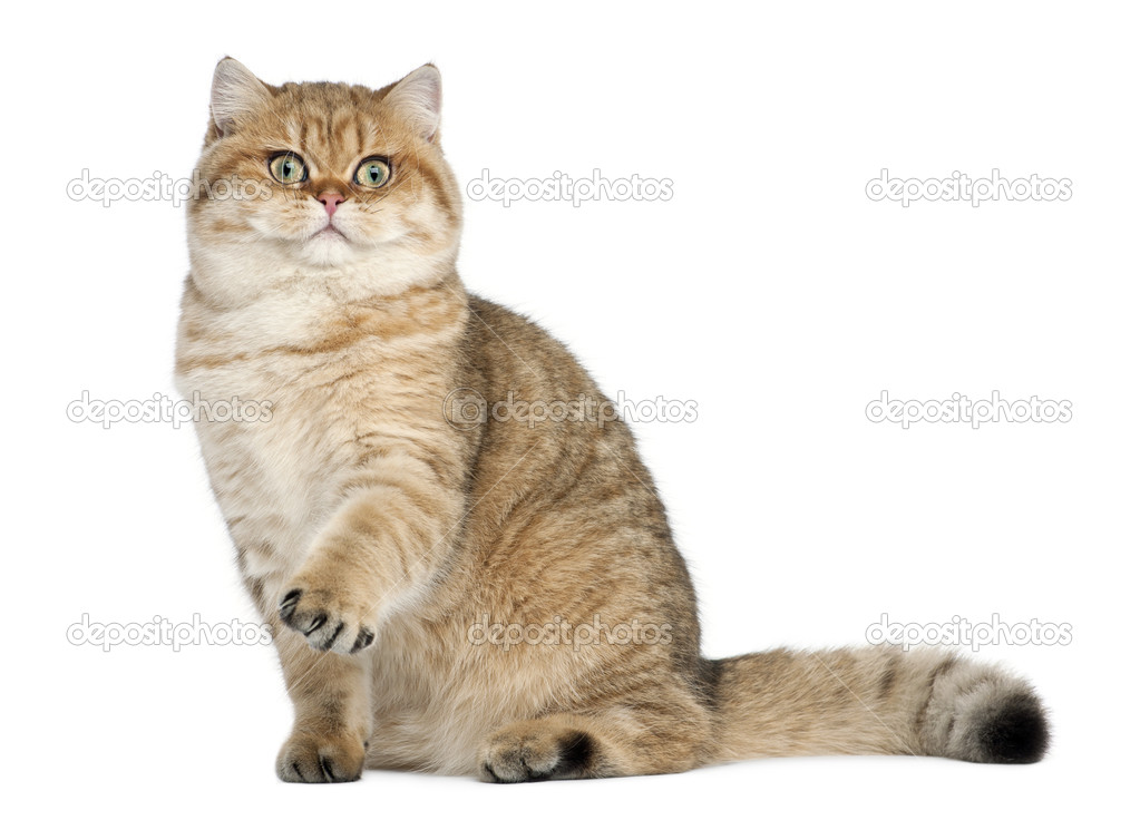 Golden Shaded British Shorthair 7 Months Old Sitting Against
